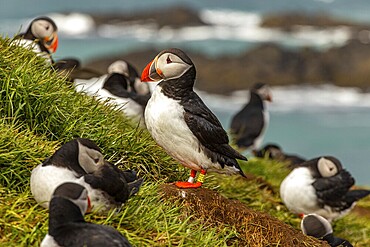 Puffin (Fratercula arctica), Borgarfjarðarhöfn, Iceland