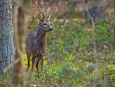 Roebuck (Capreolus capreolus), Mecklenburg-Western Pomerania, Müritz region, Germany