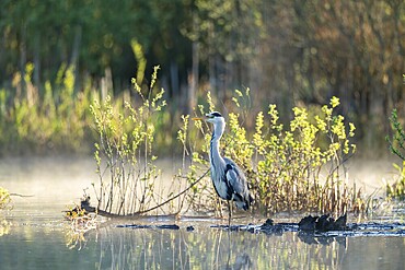 Grey heron (Ardea cinerea), Vulkaneifel, Rhineland-Palatinate, Germany