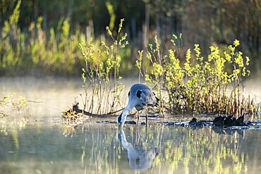 Grey heron (Ardea cinerea), Vulkaneifel, Rhineland-Palatinate, Germany