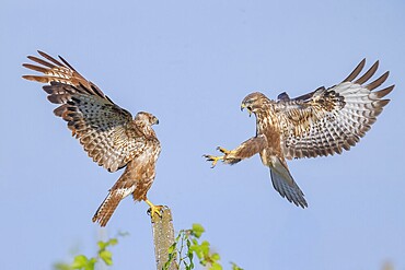 Buzzard (Buteo buteo) Buzzard chasing another buzzard from a concrete post, Wildlife, animals, birds, bird of prey, nature photography, Lake Neusiedl National Park, Seewinkel, Burgenland, Austria