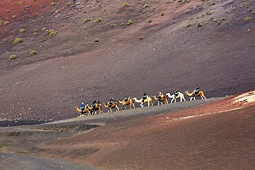 Guided camel tour for tourists, caravan, dromedaries (Camelus dromedarius) in vegetation-free volcanic landscape, fire mountains of Timanfaya National Park, Montanas del Fuego, Lanzarote, Canary Islands, Spain