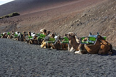 Camel tour, dromedaries (Camelus dromedarius) waiting for tourists, Fire Mountains of Timanfaya National Park, Montanas del Fuego, Lanzarote, Canary Islands, Spain