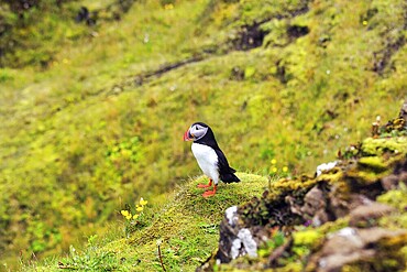 Lone puffin (Fratercula arctica) on grassy bird cliff, Cape Dyrhólaey in summer, Dyrholaey, Vík í Mýrdal, Vik i Myrdal, Suðurland, Sudurland, Iceland