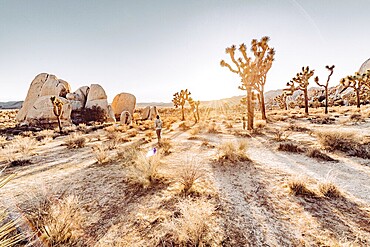 Woman at sunset in Joshua Tree National Park
