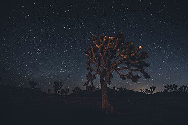 Starry sky with the Milky Way in Joshua Tree National Park