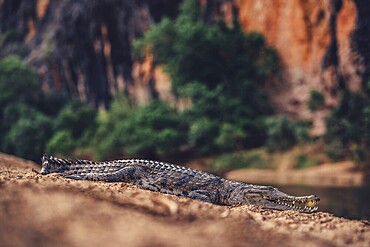 Special light atmosphere with crocodile in the outback in Windjana Gorge National Park in Australia