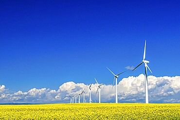 A row of wind stalks in a field of bright yellow canola in southern Alberta, Canada
