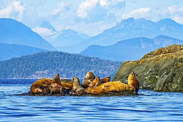 A group of Steller Sea Lions hauled out on a rock at Mitlenatch Island, British Columbia, Canada
