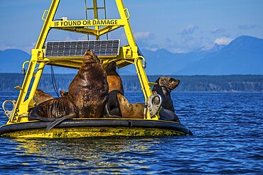 A group of Steller Sea Lions hauled out on a weather buoy in the Salish Sea, British Columbia, Canada