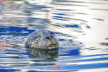 Closeup of a harbour seal (Phoca vitulina) swimming in the water, British Columbia, Canada