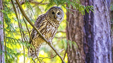 A Barred Owl (Strix varia) perching on a tree branch in a forest, British Columbia, Canada