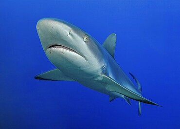 Close-up of Grey reef shark (Carcharhinus amblyrhynchos) predator swimming curiously and fast towards viewer, Indian Ocean, Maldives