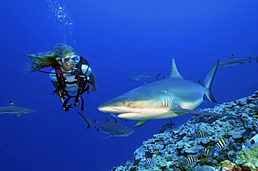 Diver observing Grey reef shark (Carcharhinus amblyrhynchos) at close range while scuba diving, Pacific Ocean, Yap Island, Yap State, Caroline Islands, FSM, Federated States of Micronesia, Australia, Oceania