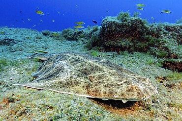 Angel shark (Squatina squatina) Sea angel lies camouflaged on rocky outcrop of lava reef, eastern Atlantic, Fuerteventura, Canary Islands, Spain