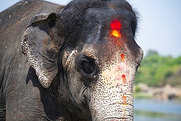Indian elephant, close up portrait, Tungabhadra river in Hampi, Karnataka in India