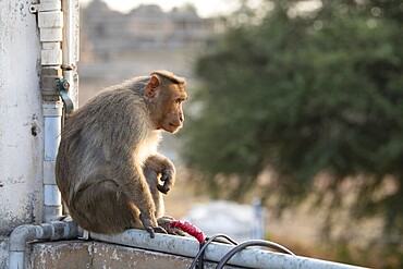 Barbary macaque ape, rhesus monkey sitting on a wall, wildlife and urban environment in India, jungle and rainforest animal in the city