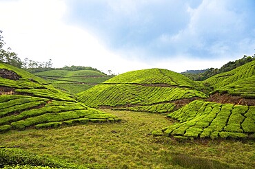 Tea plantation in Munnar, South India, landscape with fields in Kerala, Nilgiri hills, agriculture of Camellia Sansis plant
