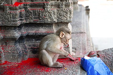 Rhesus monkey, cheeky barbary macaque ape with red holi powder in plastic bag, conflict of wildlife and urban environment in India, animal in city