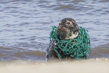 Grey seal (Halichoerus grypus) adult animal on a beach with a piece of netting around its neck, England, United Kingdom