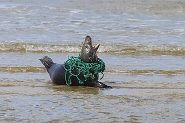 Grey seal (Halichoerus grypus) adult animal on a beach with a piece of netting around its neck, England, United Kingdom