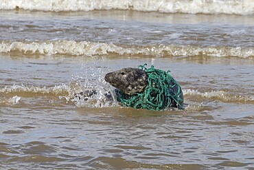 Grey seal (Halichoerus grypus) adult animal with netting wrapped around its body resting in the surf of the sea, England, United Kingdom