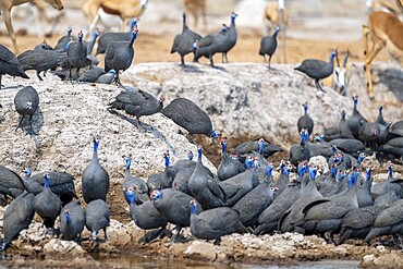 Helmeted guinea fowl (Numida meleagris), flock at the waterhole, Nxai Pan National Park, Botswana