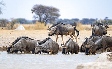 Blue wildebeest (Connochaetes taurinus), group drinking at a waterhole, Nxai Pan National Park, Botswana