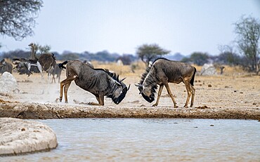 Blue wildebeest (Connochaetes taurinus), two males fighting at a waterhole, Nxai Pan National Park, Botswana