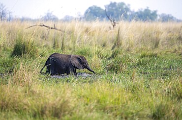 African elephant (Loxodonta africana), young animal bathing in the mud, Okavango Delta, Moremi Game Reserve, Botswana
