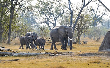 African elephant (Loxodonta africana), group with young, Okavango Delta, Moremi Game Reserve, Botswana