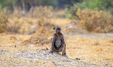 Bear baboon (Papio ursinus), adult male, in dry meadow, Third Bridge, Okavango Delta, Moremi Game Reserve, Botswana