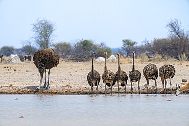 Common ostrich (Struthio camelus), mother and six juveniles, animal family, group drinking at waterhole, Nxai Pan National Park, Botswana