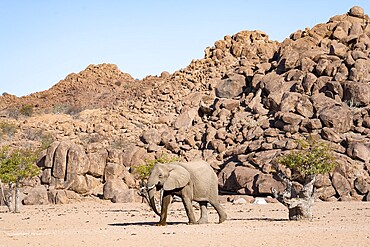 African elephant (Loxodonta africana), desert elephant, near the Hoanib River, Damaraland, Kunene region, Namibia
