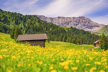 Wooden huts and flowering meadows in front of a majestic mountain panorama, Alpe di Siusi, South Tyrol, Dolomites, Italy
