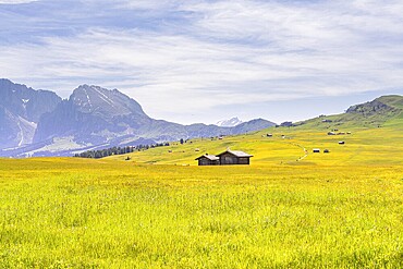 Wide green meadow with wooden huts and mountain scenery under a slightly cloudy sky, Alpe di Siusi, Dolomites, South Tyrol, Italy