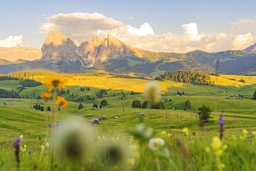 Beautiful mountain landscape at sunset with colourful flower meadow, Alpe di Siusi, Dolomites, South Tyrol, Italy