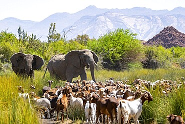 Conflict between livestock and wildlife, herd of goats and desert elephants in the riverbed of the Ugab River, Brandberg, Namibia
