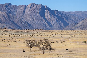 Common ostriches (Struthio camelus) in dry landscape in front of the Brandberg, Damaraland, Namibia