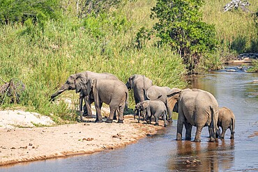 African elephant (Loxodonta africana), group crossing a river, Kruger National Park, South Africa