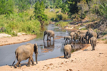 African elephant (Loxodonta africana), group crossing a river, Kruger National Park, South Africa