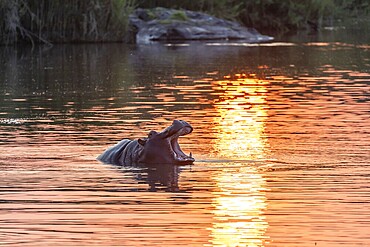 Hippopotamus (Hippopatamus amphibius) yawning, mouth wide open, in the water at sunset, Sabie River, Kruger National Park, South Africa