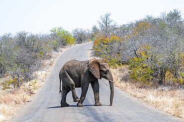 African elephant (Loxodonta africana), adult, crossing a road, Kruger National Park, South Africa