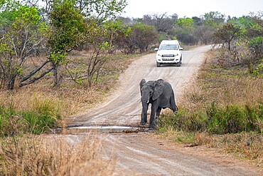 Off-road vehicle on a gravel track, African elephant (Loxodonta africana), adult, crossing a road, Kruger National Park, South Africa