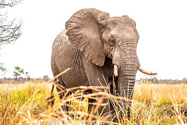 African elephant (Loxodonta africana), adult, animal portrait, Kruger National Park, South Africa