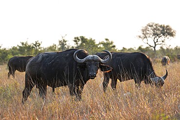 Herd of Cape buffalo (Syncerus caffer caffer), in dry grass, Kruger National Park, South Africa