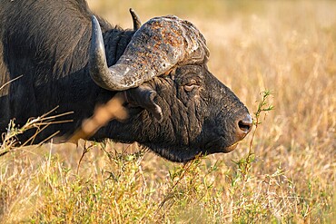 Cape buffalo (Syncerus caffer caffer), adult male, in dry grass, in the evening light, animal portrait, Kruger National Park, South Africa
