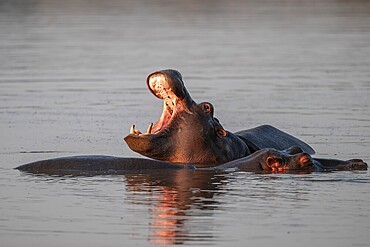 Hippopotamus (Hippopatamus amphibius), yawning with wide open mouth, in water in morning light, with reflection, adult, Kruger National Park, South Africa