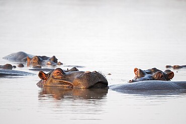 Hippos (Hippopatamus amphibius), group sleeping in the water in the morning light, with reflection, adult, Kruger National Park, South Africa