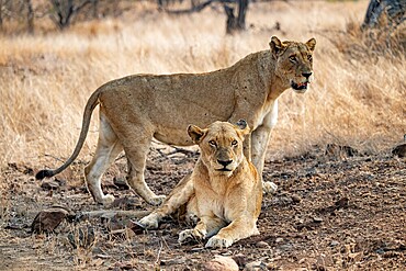 Two lionesses, Kruger National Park, South Africa